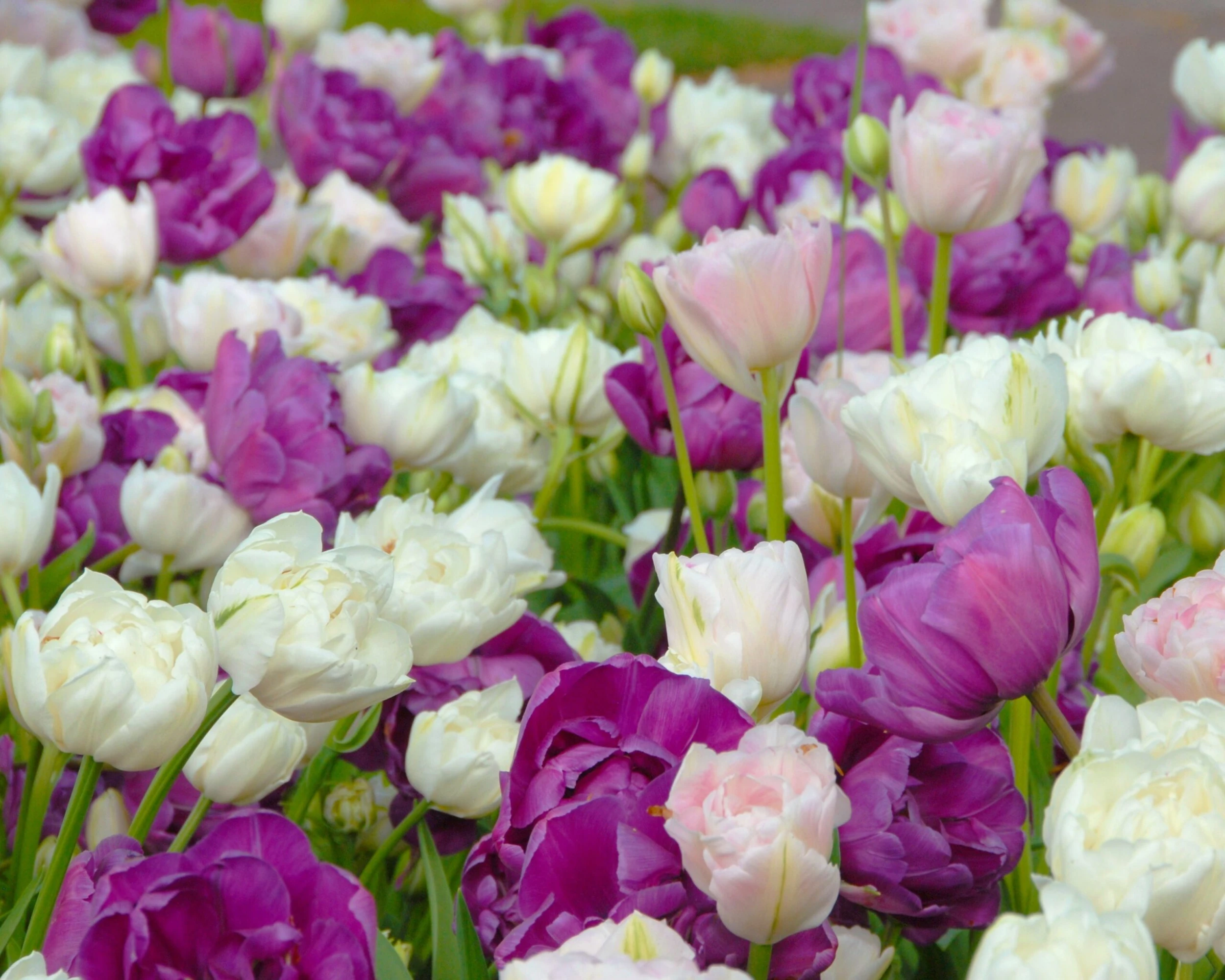 Tulip 'Mount Tacoma' 14 Tulip 'Mount Tacoma' - Image 12