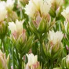 Tulip 'Mystery Valley' -UK Garden Plants Shop tulip mystery valley 1