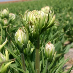 Tulip 'Mystery Valley' 13 Tulip 'Mystery Valley' -UK Garden Plants Shop tulip mystery valley 1 c9219a03 238d 4434 9cdb f4a512b98cc8