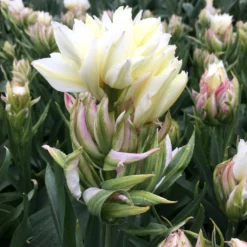 Tulip 'Mystery Valley' 9 Tulip 'Mystery Valley' -UK Garden Plants Shop tulip mystery valley 2 5340d2e9 b5f5 40a2 8c45 579563835e3b scaled