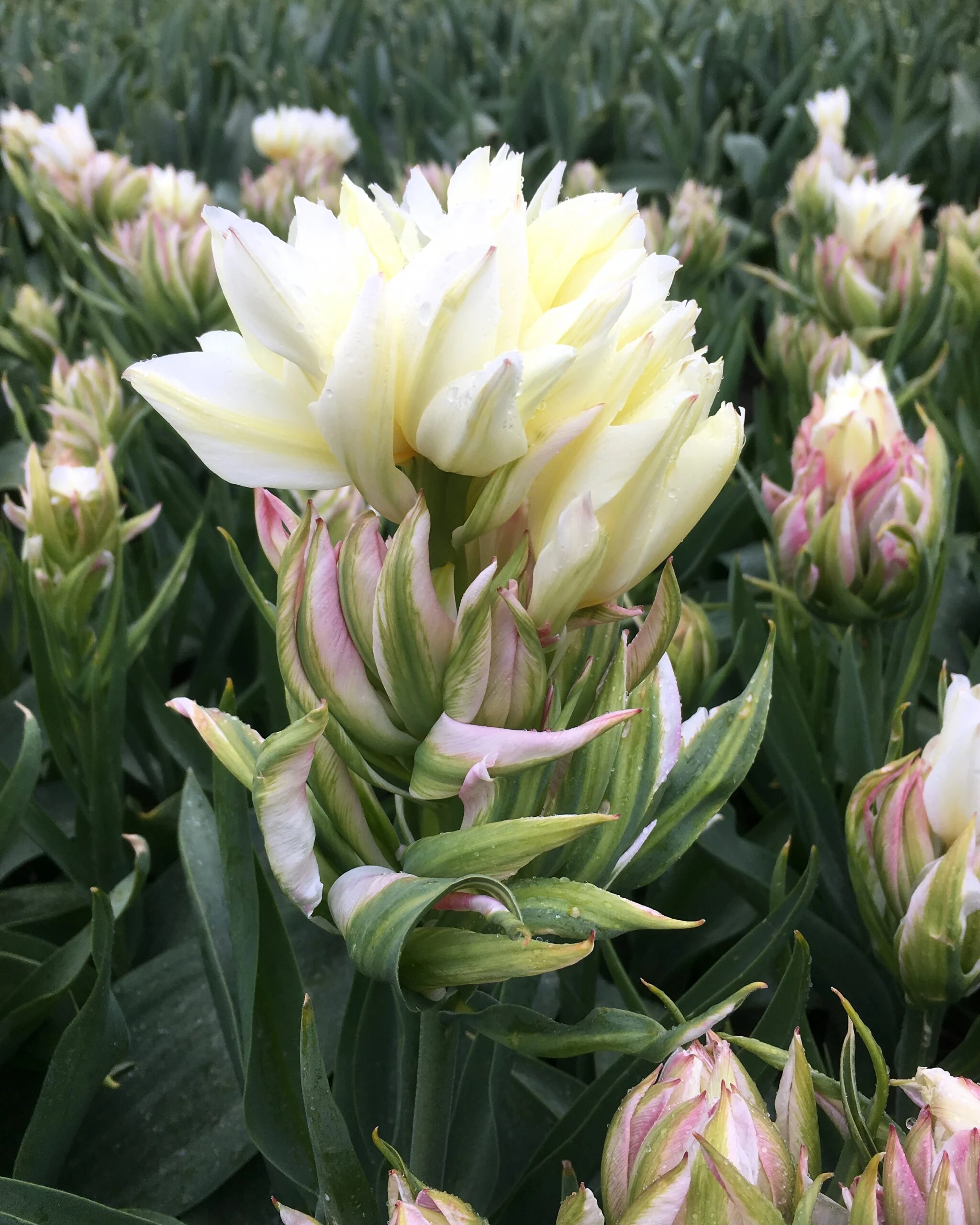 Tulip 'Mystery Valley' 4 Tulip 'Mystery Valley' - Image 2