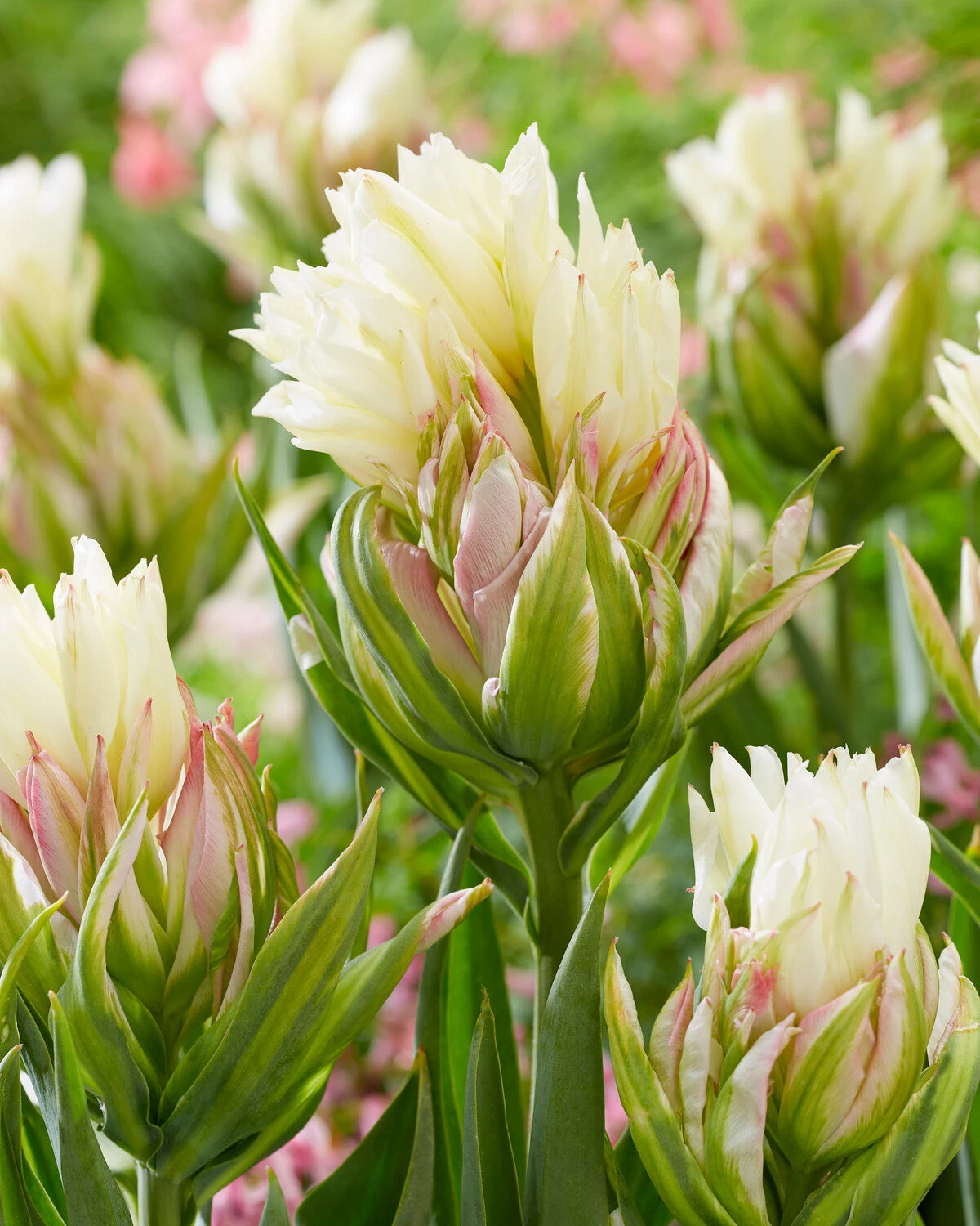 Tulip 'Mystery Valley' 5 Tulip 'Mystery Valley' - Image 3