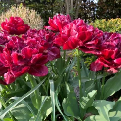 Tulip 'Nachtwacht' -UK Garden Plants Shop tulip nachtwacht 01 scaled