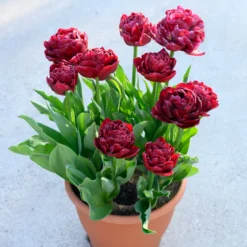 Tulip 'Nachtwacht' -UK Garden Plants Shop tulip nachtwacht 1 scaled