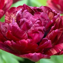 Tulip 'Nachtwacht' -UK Garden Plants Shop tulip nachtwacht 3