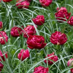 Tulip 'Nachtwacht' -UK Garden Plants Shop tulip nachtwacht 4 scaled