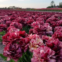 Tulip 'Nachtwacht' -UK Garden Plants Shop tulip nachtwacht 6