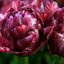 Tulip 'Nachtwacht' -UK Garden Plants Shop tulip nachtwacht 7