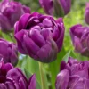 Tulip 'Negrita Double' -UK Garden Plants Shop tulip negrita double 1