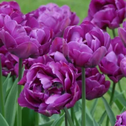 Tulip 'Negrita Double' -UK Garden Plants Shop tulip negrita double 10 scaled