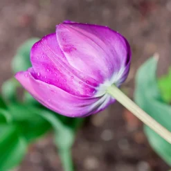 Tulip 'Negrita Double' -UK Garden Plants Shop tulip negrita double 4 scaled