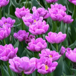 Tulip 'Negrita Double' -UK Garden Plants Shop tulip negrita double 5 scaled