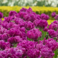 Tulip 'Negrita Double' -UK Garden Plants Shop tulip negrita double 6 scaled