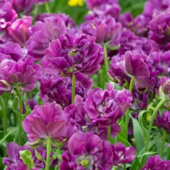Tulip 'Negrita Double' -UK Garden Plants Shop tulip negrita double 7 scaled