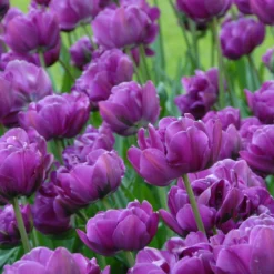 Tulip 'Negrita Double' -UK Garden Plants Shop tulip negrita double 8 scaled