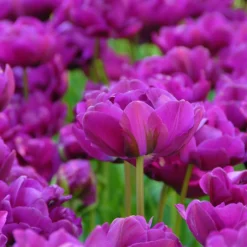 Tulip 'Negrita Double' -UK Garden Plants Shop tulip negrita double 9 scaled