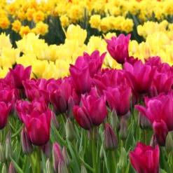 Tulip 'Night Club' -UK Garden Plants Shop tulip night club 2 scaled