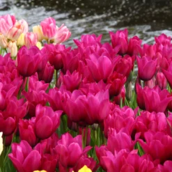 Tulip 'Night Club' -UK Garden Plants Shop tulip night club 5 scaled