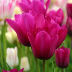 Tulip 'Night Club' -UK Garden Plants Shop tulip night club 8 scaled