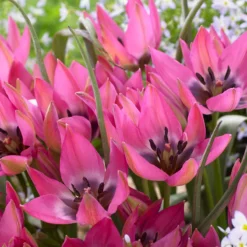 Tulip 'Norah' -UK Garden Plants Shop tulip norah 3