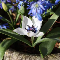 Tulip 'Coerulea Oculata Alba' -UK Garden Plants Shop tulip oculata alba 0