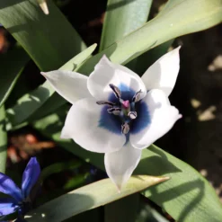 Tulip 'Coerulea Oculata Alba' -UK Garden Plants Shop tulip oculata alba 00