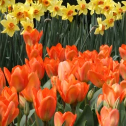 Tulip 'Orange Emperor' 17 Tulip 'Orange Emperor' -UK Garden Plants Shop tulip orange emperor 2 c9651543 650c 4f11 8d40 e2c95eb38171