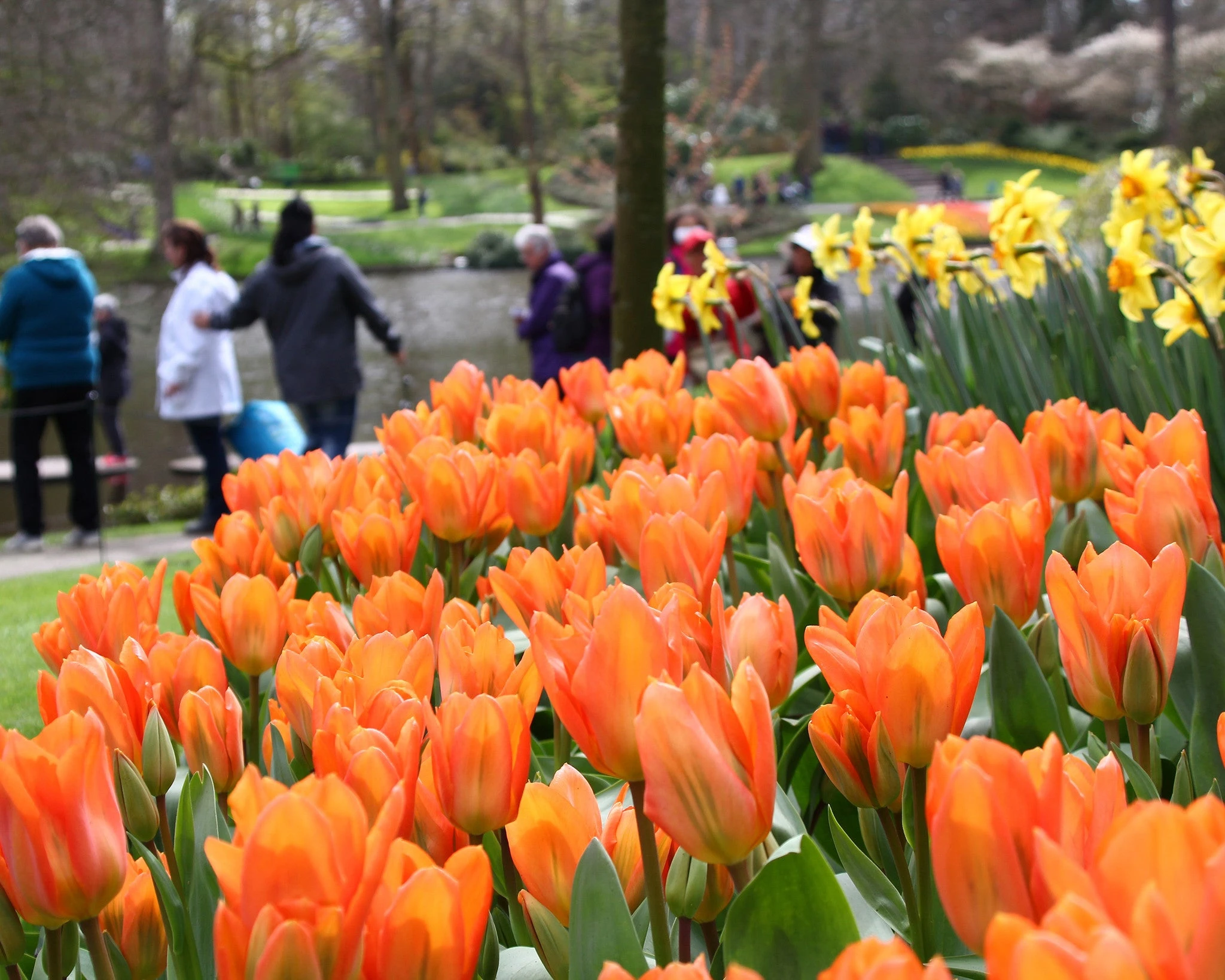 Tulip 'Orange Emperor' 4 Tulip 'Orange Emperor' - Image 2