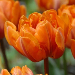 Tulip 'Orange Princess' -UK Garden Plants Shop tulip orange princess 1