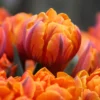 Tulip 'Orange Princess' 2 Tulip 'Orange Princess' -UK Garden Plants Shop tulip orange princess 2