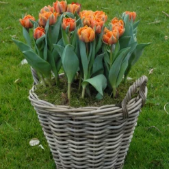 Tulip 'Orange Princess' -UK Garden Plants Shop tulip orange princess 3