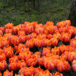 Tulip 'Orange Princess' -UK Garden Plants Shop tulip orange princess 3 aad0f81d e659 44d0 8b84 4ad1d59f0f23