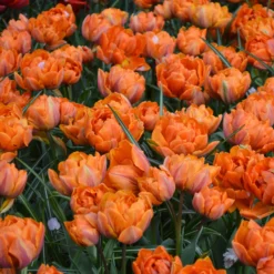 Tulip 'Orange Princess' -UK Garden Plants Shop tulip orange princess 4