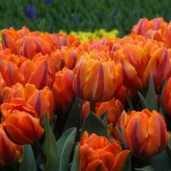 Tulip 'Orange Princess' -UK Garden Plants Shop tulip orange princess 4 24133a77 3ad0 470e b124 6dbdcc979c65