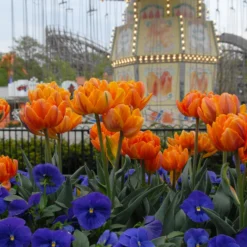 Tulip 'Orange Princess' -UK Garden Plants Shop tulip orange princess 5