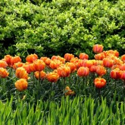 Tulip 'Orange Princess' -UK Garden Plants Shop tulip orange princess 7