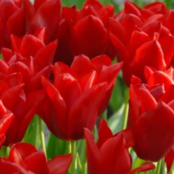 Tulip 'Oscar' -UK Garden Plants Shop tulip oscar 2