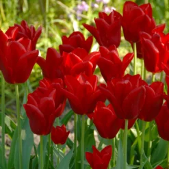 Tulip 'Oscar' -UK Garden Plants Shop tulip oscar 3