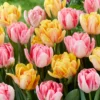 Tulip Collection 'Peach Passion' -UK Garden Plants Shop tulip peach passion 1