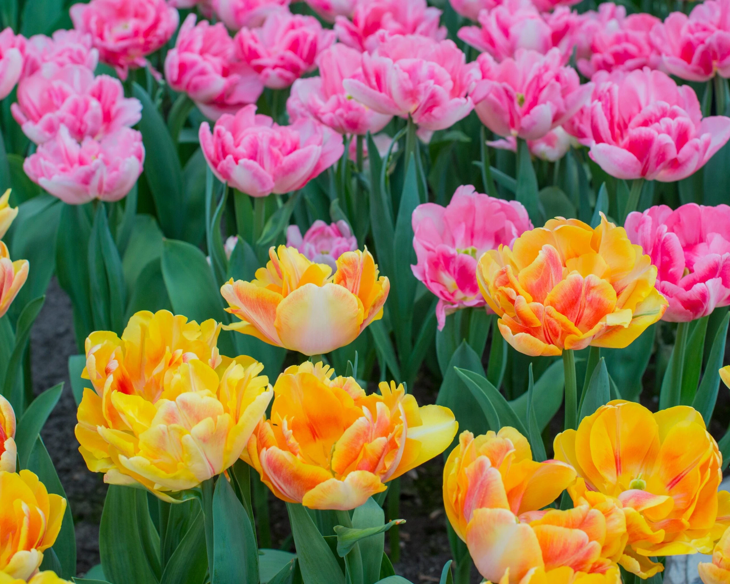 Tulip Collection 'Peach Passion' 6 Tulip Collection 'Peach Passion' - Image 4