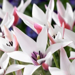 Tulip 'Peppermint Stick' 10 Tulip 'Peppermint Stick' -UK Garden Plants Shop tulip peppermint stick 00