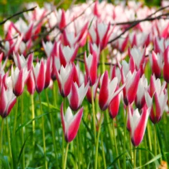 Tulip 'Peppermint Stick' 14 Tulip 'Peppermint Stick' -UK Garden Plants Shop tulip peppermint stick 4 scaled
