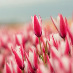 Tulip 'Peppermint Stick' 15 Tulip 'Peppermint Stick' -UK Garden Plants Shop tulip peppermint stick 5 scaled