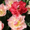 Tulip 'Peptalk' -UK Garden Plants Shop tulip peptalk 0