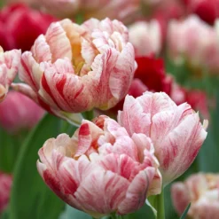 Tulip 'Peptalk' -UK Garden Plants Shop tulip peptalk 1