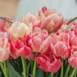 Tulip 'Peptalk' -UK Garden Plants Shop tulip peptalk 2 scaled