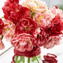 Tulip 'Peptalk' -UK Garden Plants Shop tulip peptalk 3