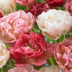 Tulip 'Peptalk' -UK Garden Plants Shop tulip peptalk 4