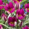Tulip 'Persian Pearl' -UK Garden Plants Shop tulip persian pearl 1