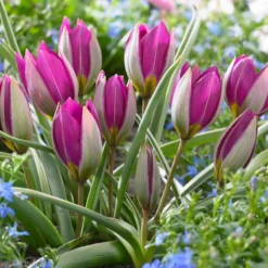 Tulip 'Persian Pearl' -UK Garden Plants Shop tulip persian pearl 2